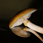 ..mushroom reflection..