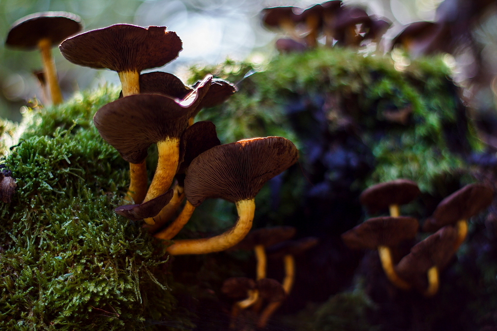 Mushroom season has started 3