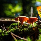 Mushroom season has started