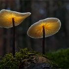 Mushroom Tale