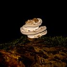 Mushroom-Tower