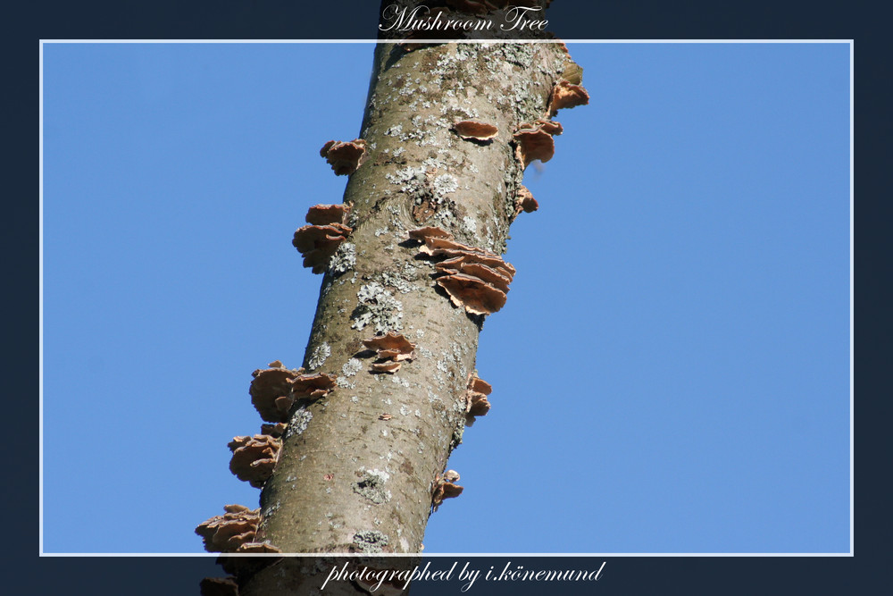 Mushroom Tree