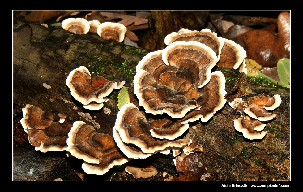 Mushroom (zempleninfo.com)