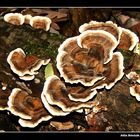 Mushroom (zempleninfo.com)