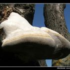 Mushroom (zempleninfo.com)