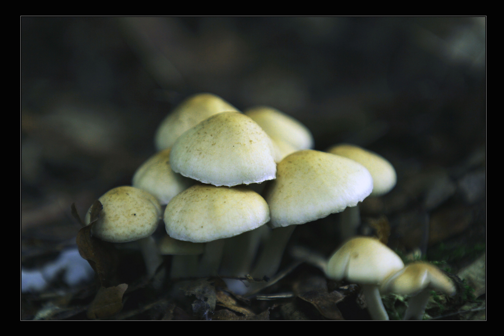 Mushroom_2