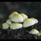 Mushroom_2