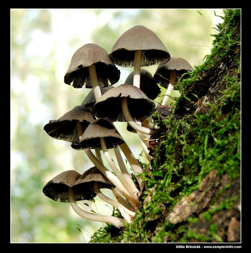 Mushroom7