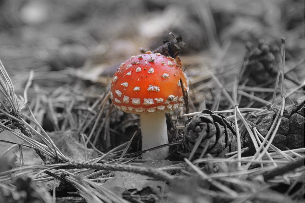 Mushroomdreams