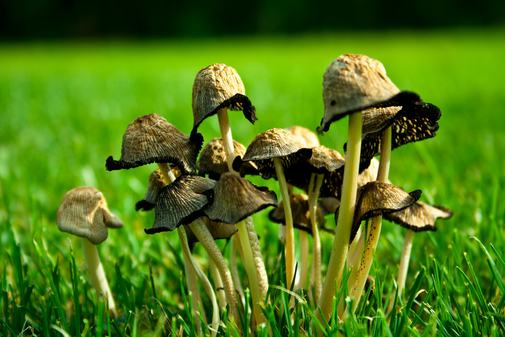 Mushroomfamily