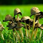 Mushroomfamily
