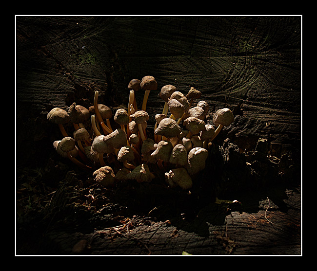 Mushrooms