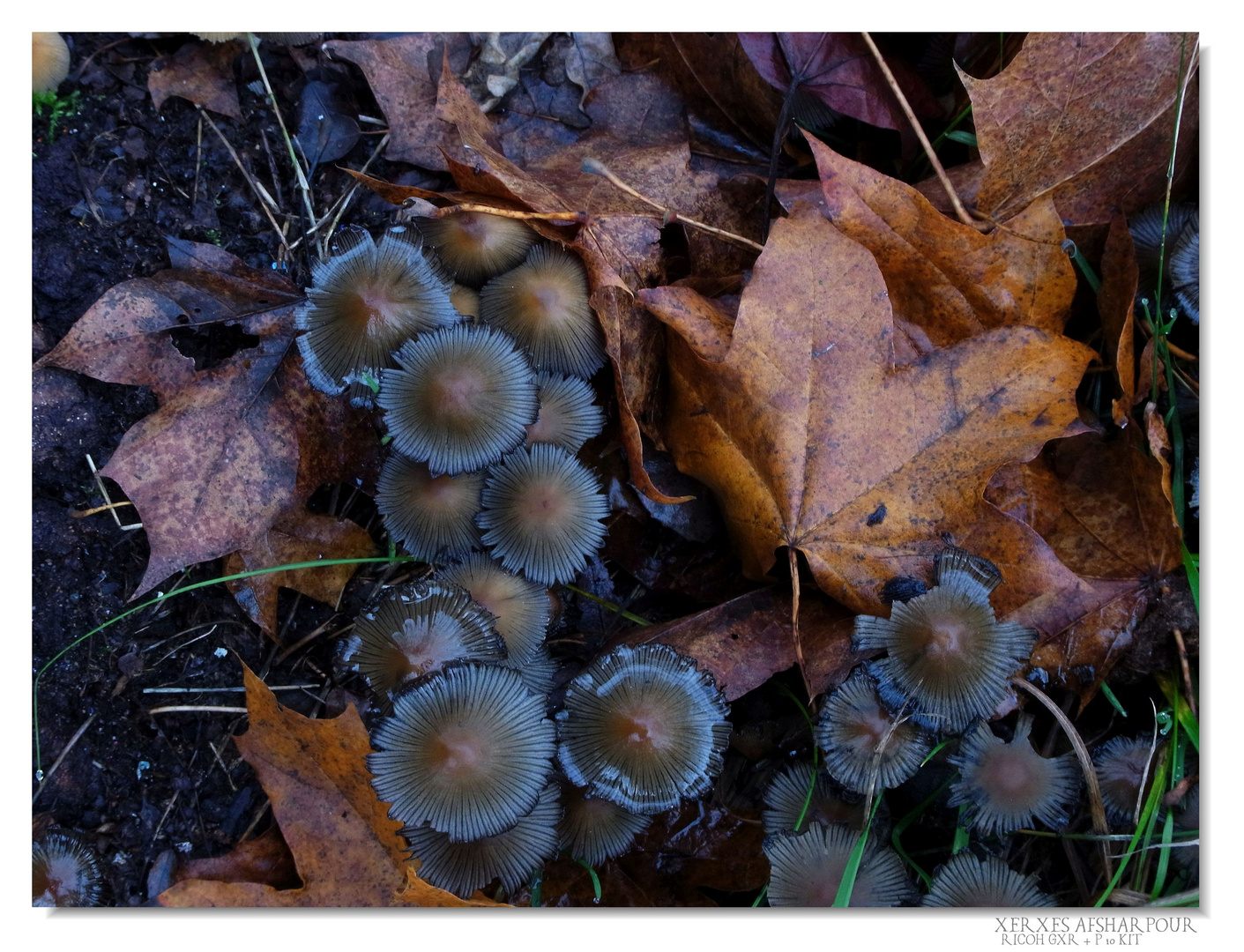 Mushrooms