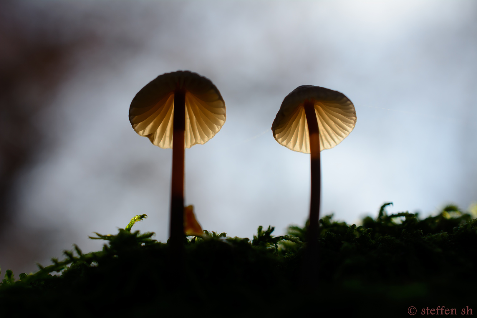 Mushrooms