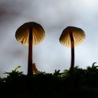 Mushrooms