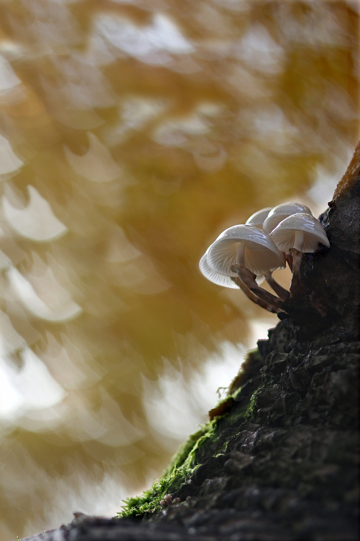 mushrooms