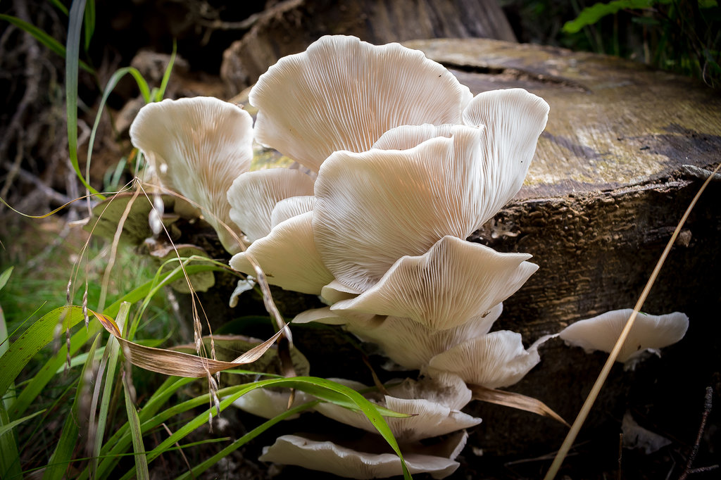 Mushrooms