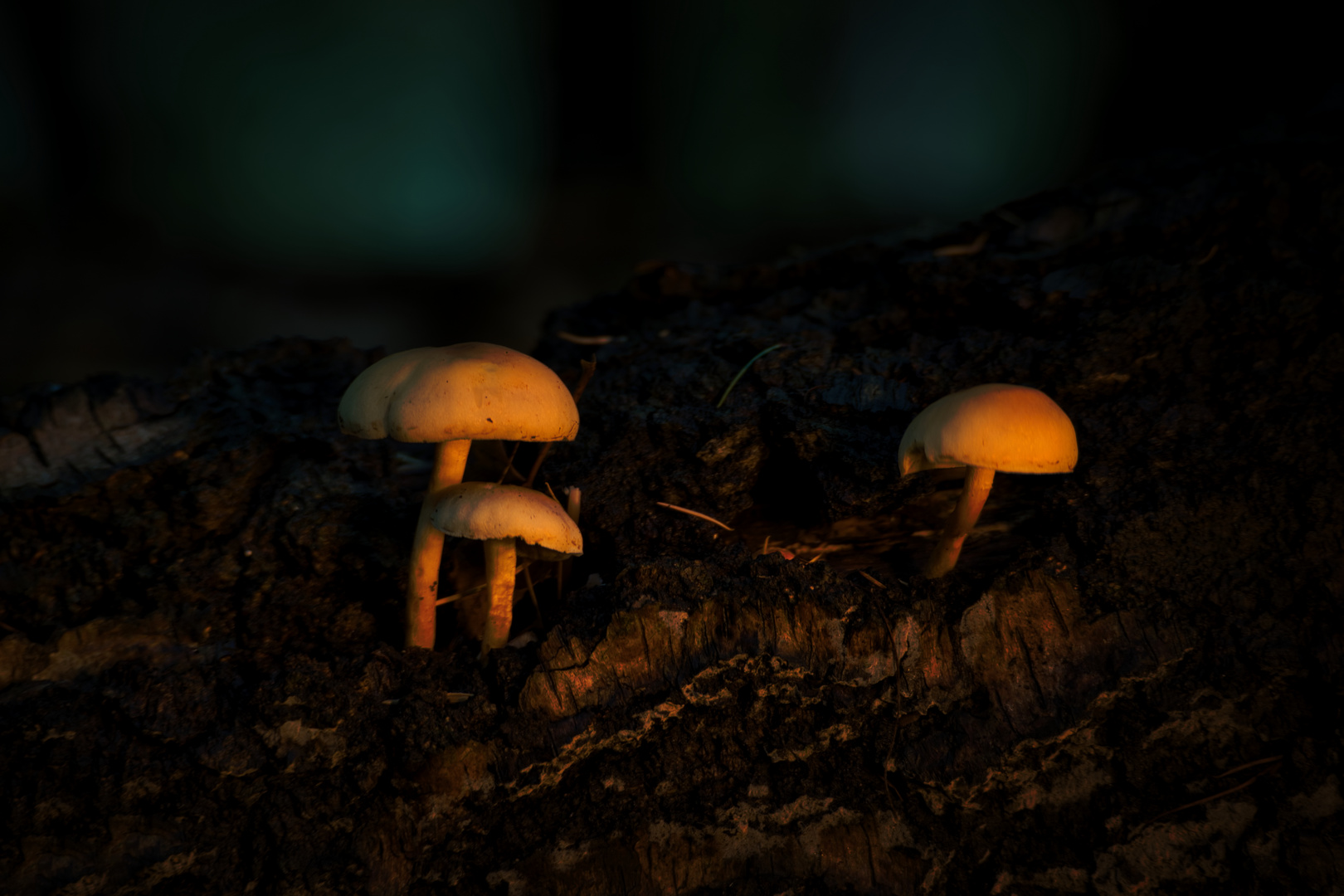 Mushrooms 