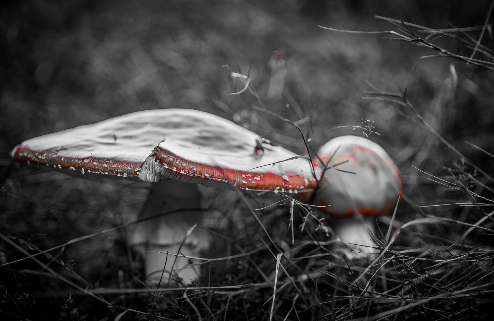 Mushrooms