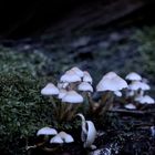 - mushrooms -
