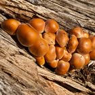 Mushrooms and wood