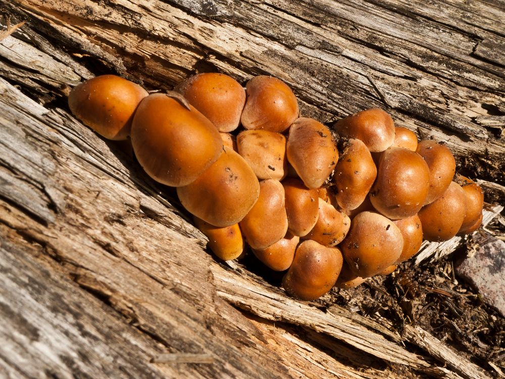 Mushrooms and wood by photoweise 