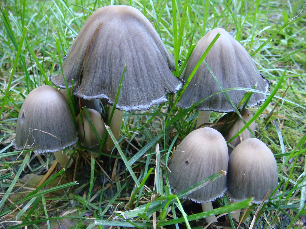 Mushrooms. Autumn is coming