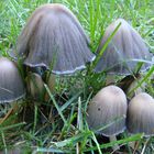 Mushrooms. Autumn is coming