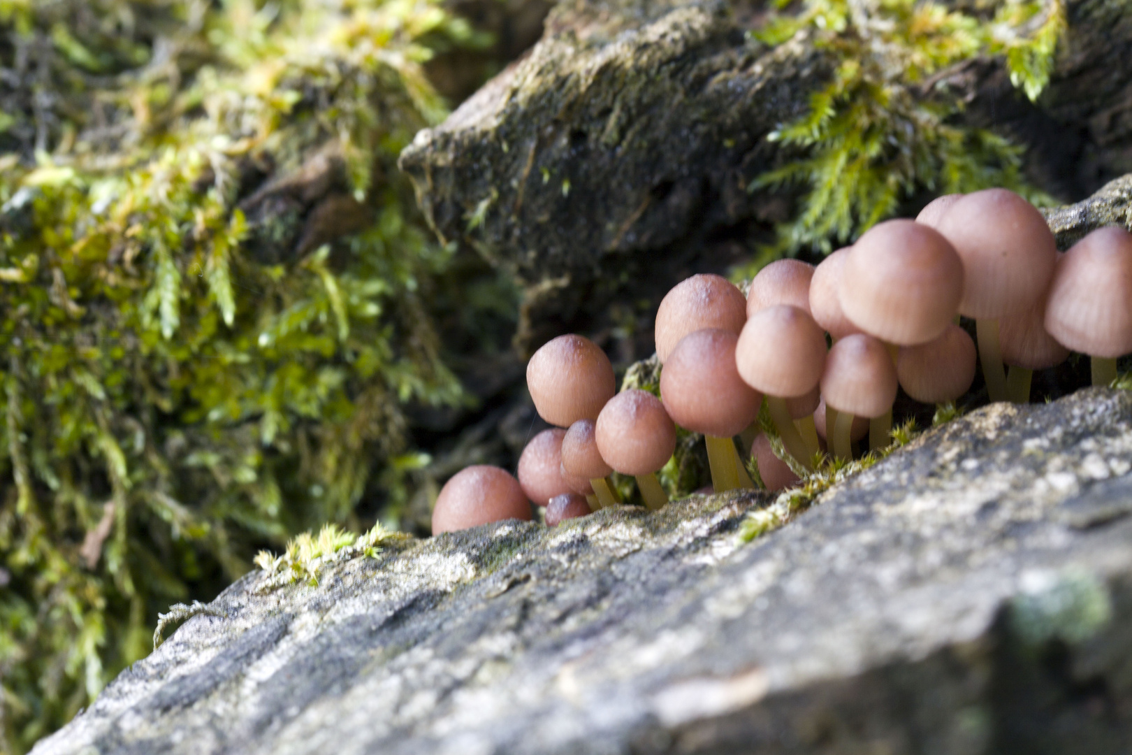 Mushrooms