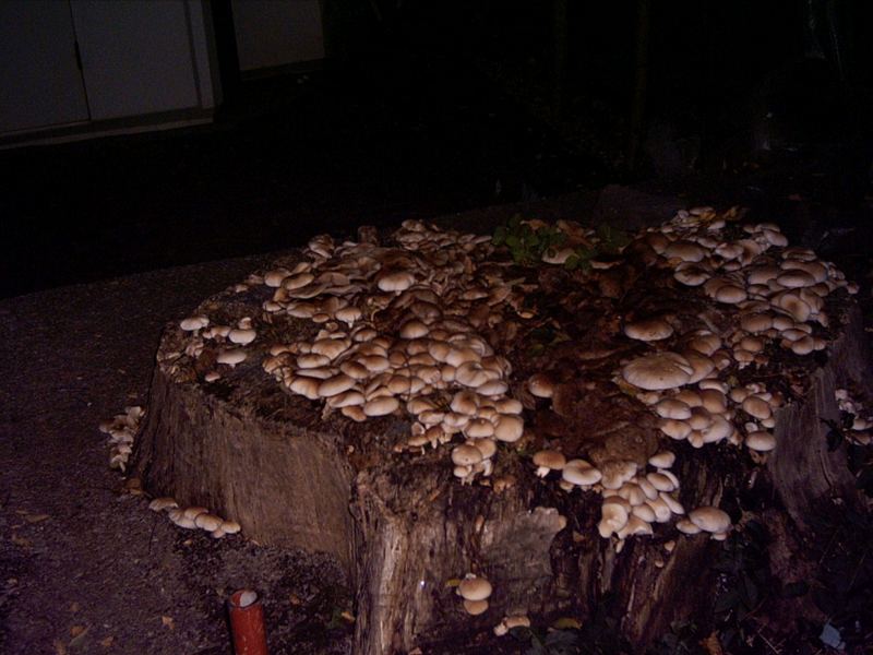 Mushrooms by night