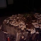 Mushrooms by night