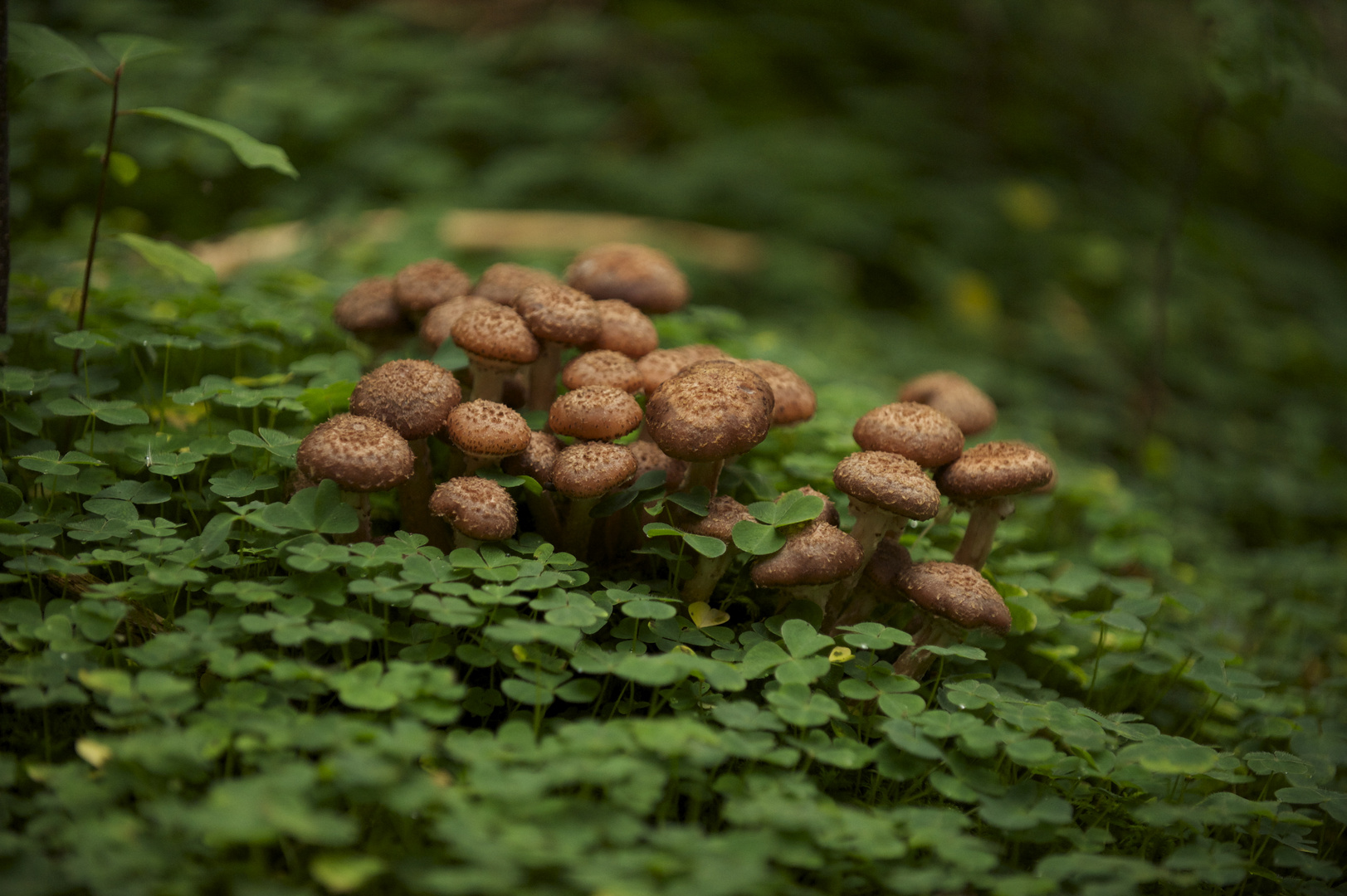 Mushrooms