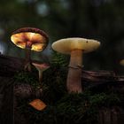 Mushrooms Conversation 2