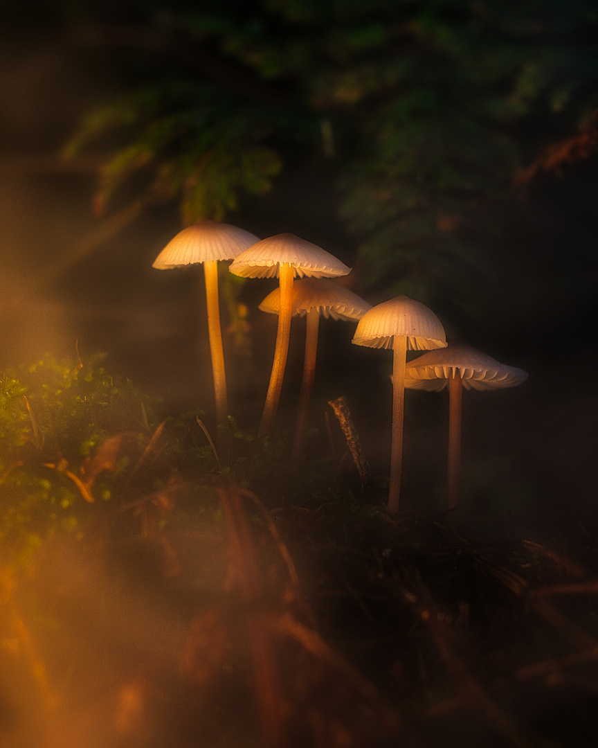 Mushrooms