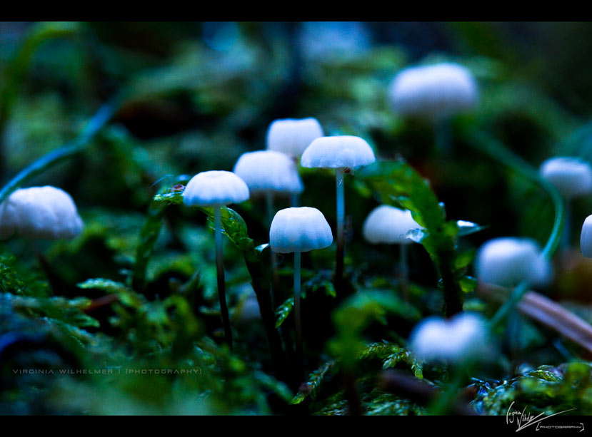 Mushrooms