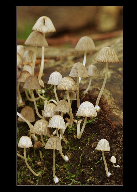 Mushrooms