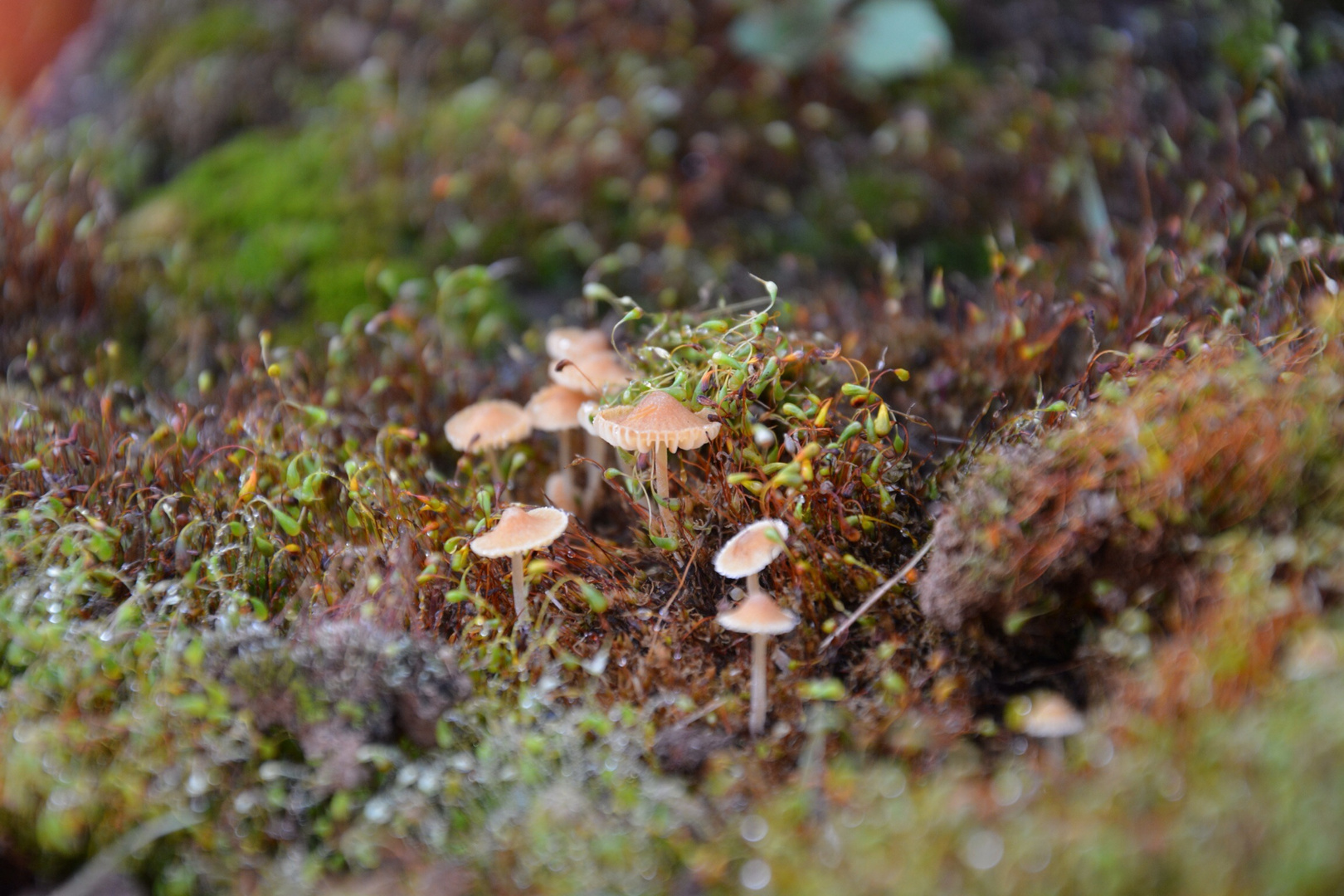 Mushrooms glory