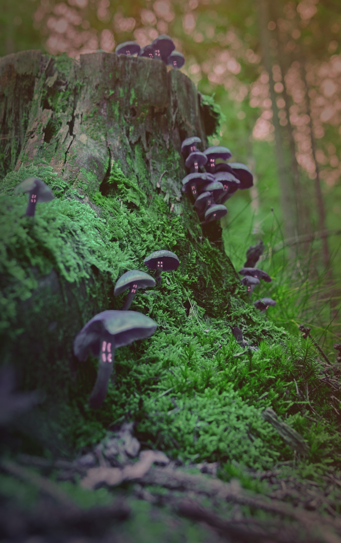 Mushrooms im Bergischen Land