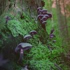 Mushrooms im Bergischen Land