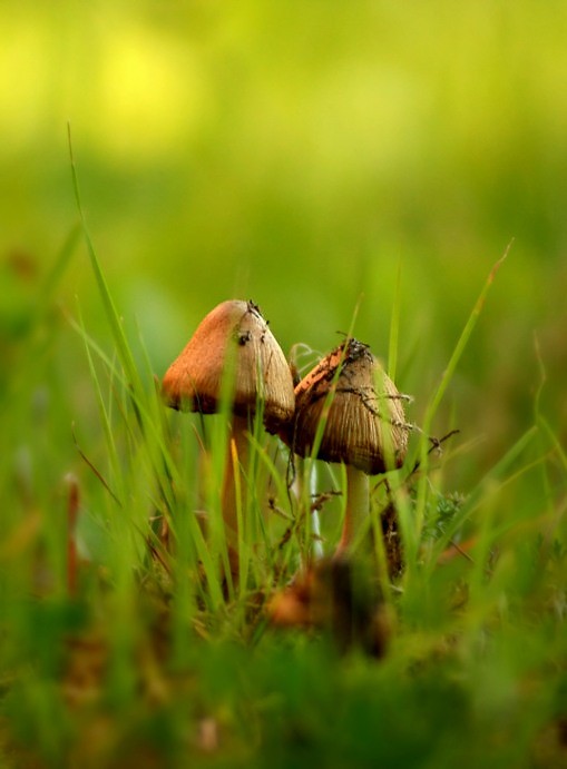 Mushrooms in green.