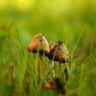 Mushrooms in green.