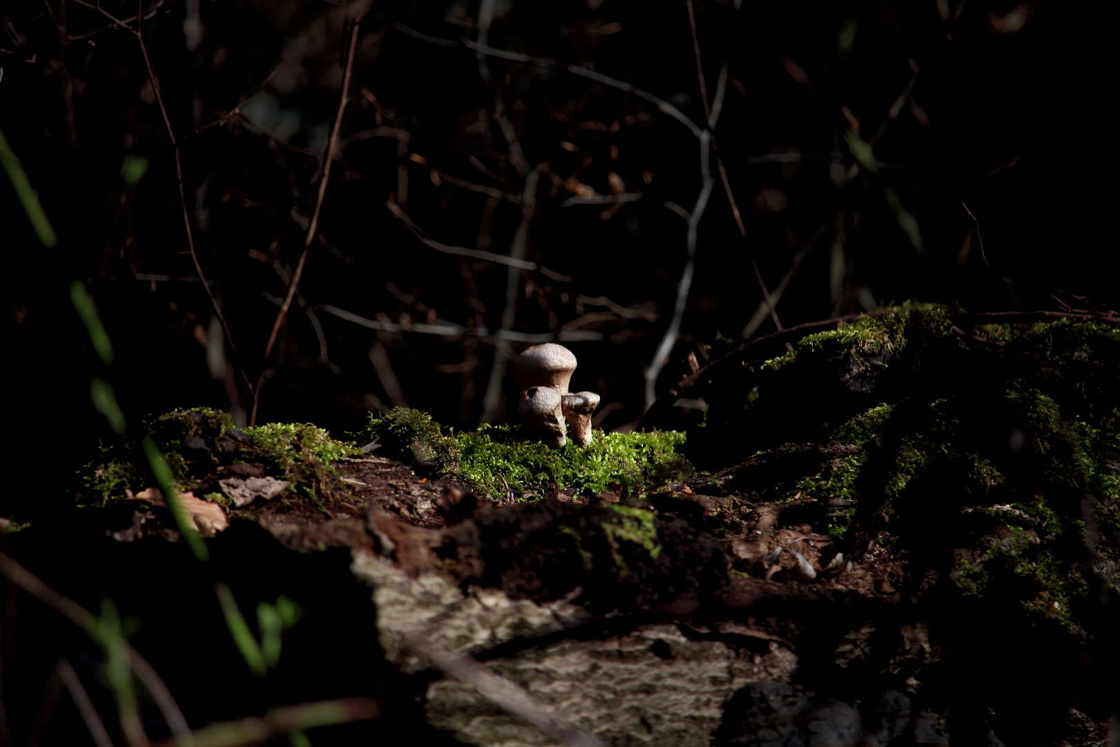 Mushrooms in Spotlight