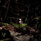 Mushrooms in Spotlight