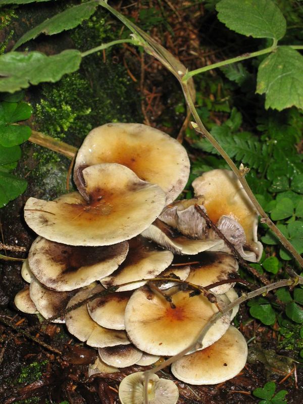 Mushrooms in the autumn 1