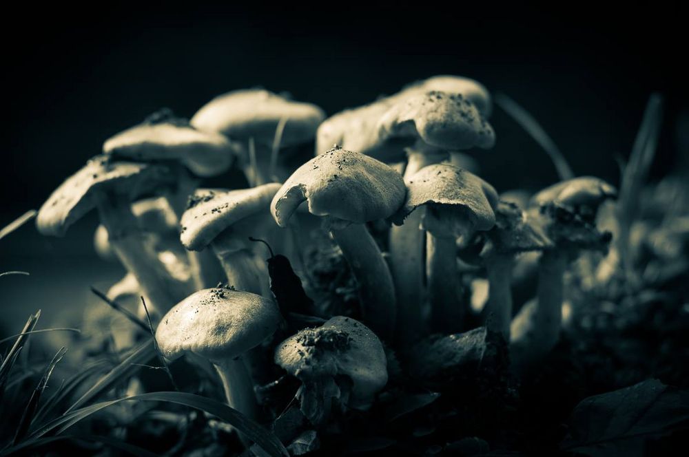 Mushrooms in the dark