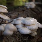 mushrooms in the woods