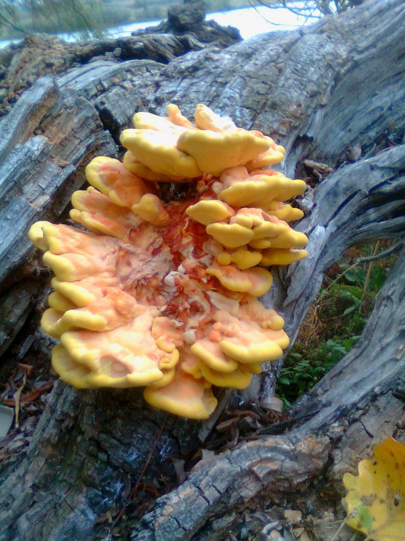 Mushrooms on a tree.