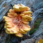 Mushrooms on a tree.