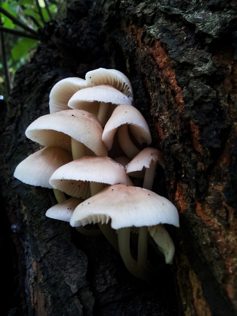 Mushrooms on a tree II