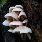 Mushrooms on a tree II